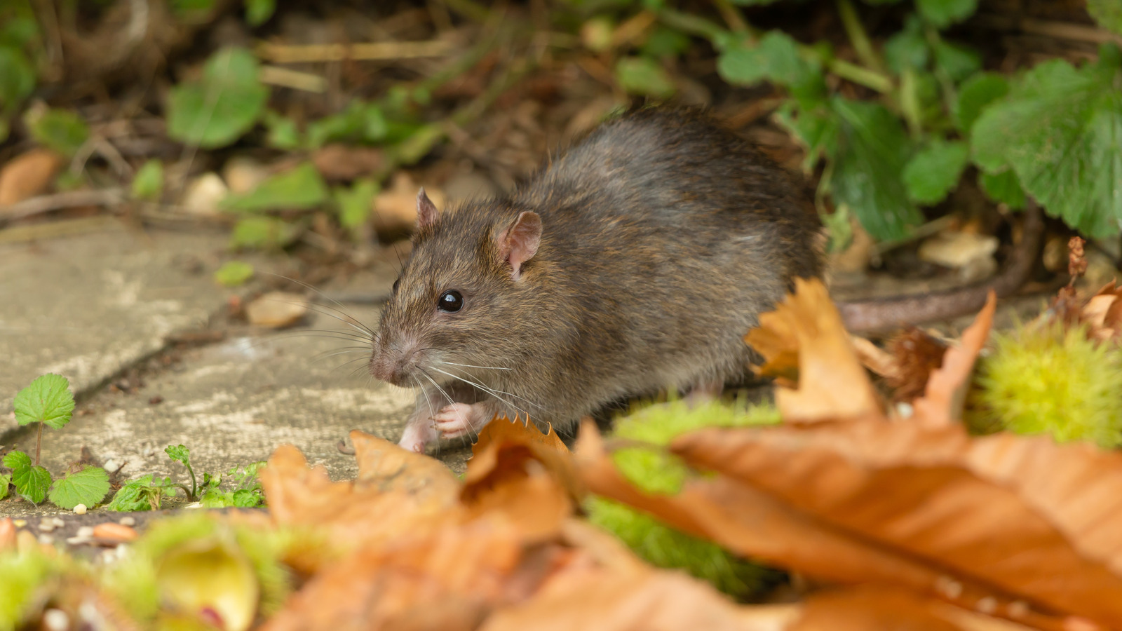 Gardeners Love This Shrub For Its Delicious Fruit And It's Rat ...