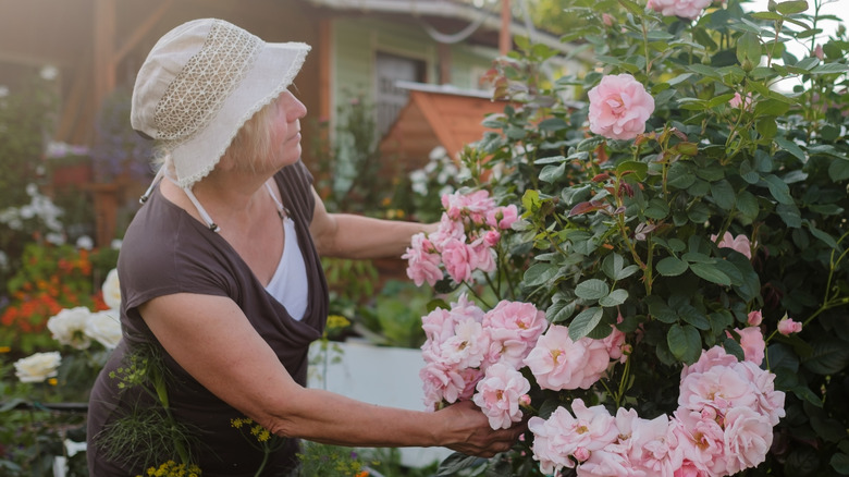 Woman inspecting pink roses in garden