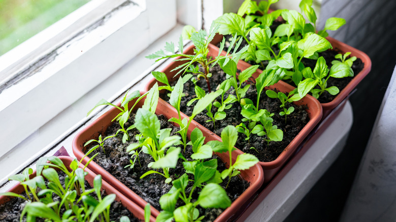 Containers with green seedlings