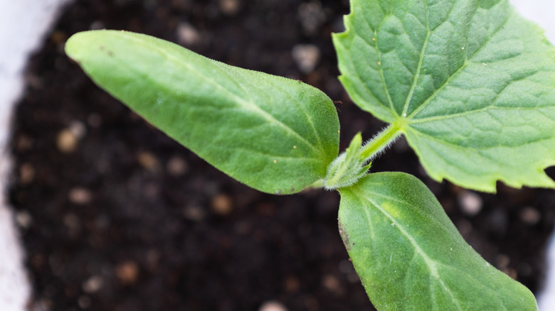 Close-up of a cucumber seedling's cotyledon and true leaves