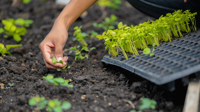 Hand transplanting seedlings into a garden bed