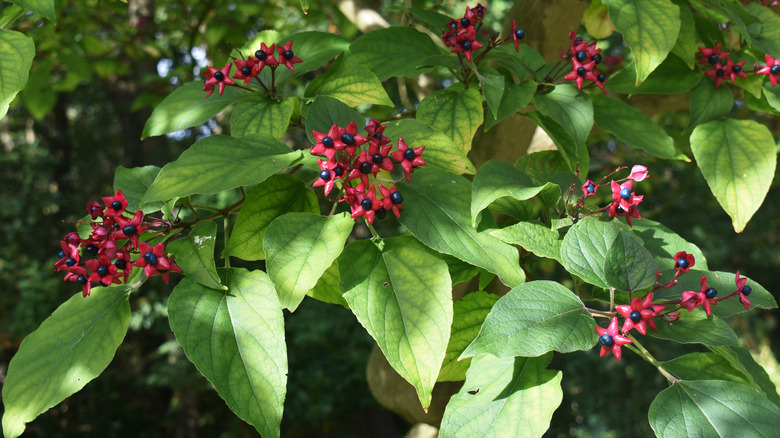 A harlequin glorybower with colorful fruit grows in a garden.