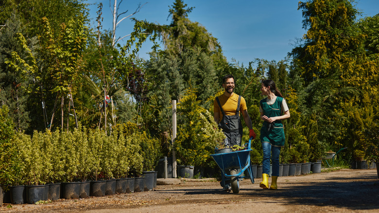 A couple shop for trees at a plant nursery.