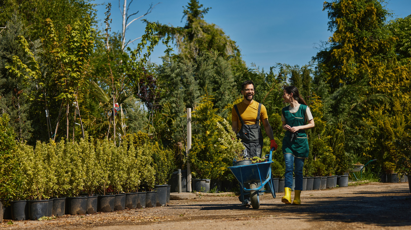 Gardeners Who Love The Smell Of Peanut Butter Should Be Growing This Tree