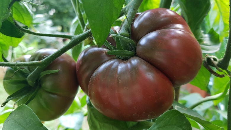 Black Krim tomatoes on a vine