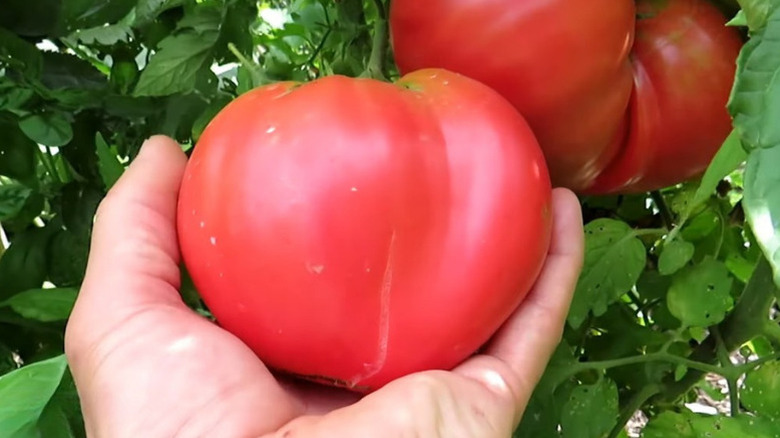 man harvests mortgage lifter tomato