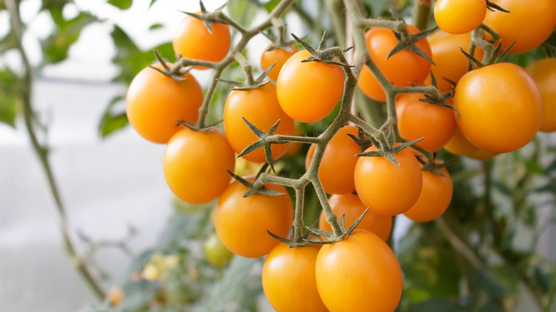 patio choice yellow cherry tomatoes growing on the vine