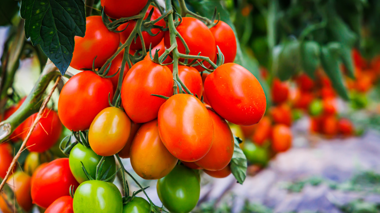 Roma tomatoes ripening on the vine