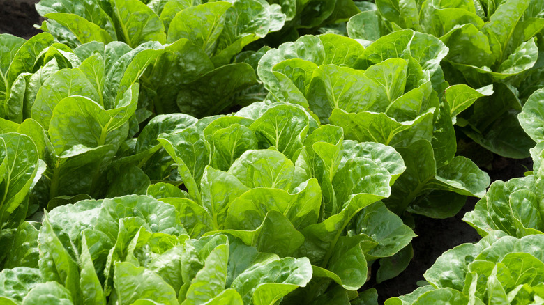 vibrant lettuce plants