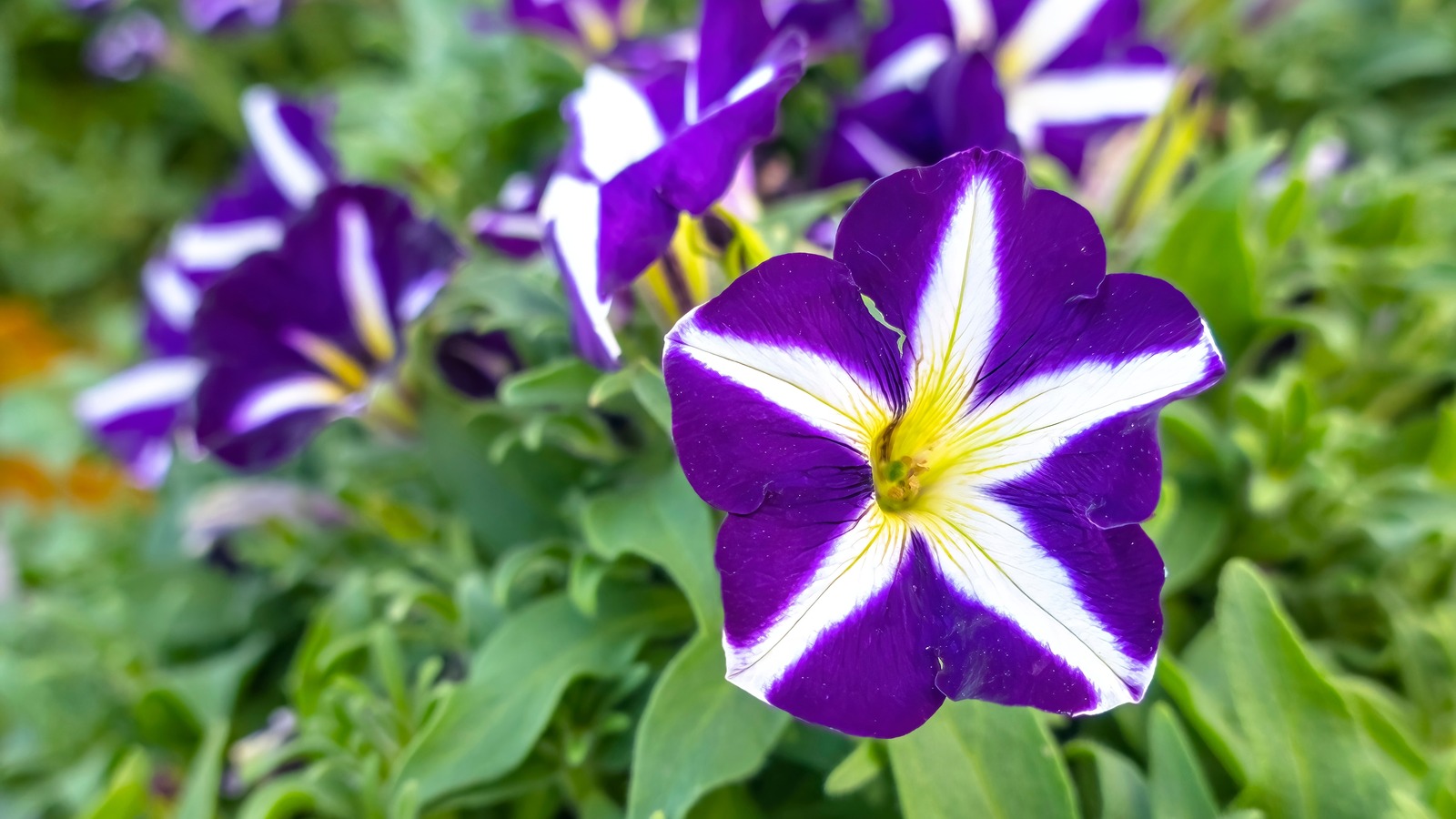 Gardening Mistakes That'll Kill Your Petunias Before You Can Enjoy Them