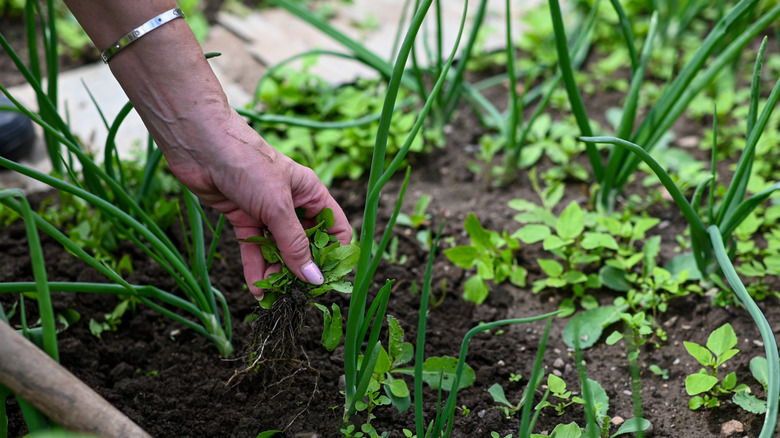 A person's hand pulling weeds from wet garden soil