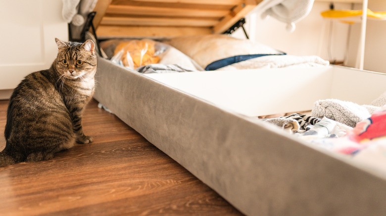 murphy bed storage with cat