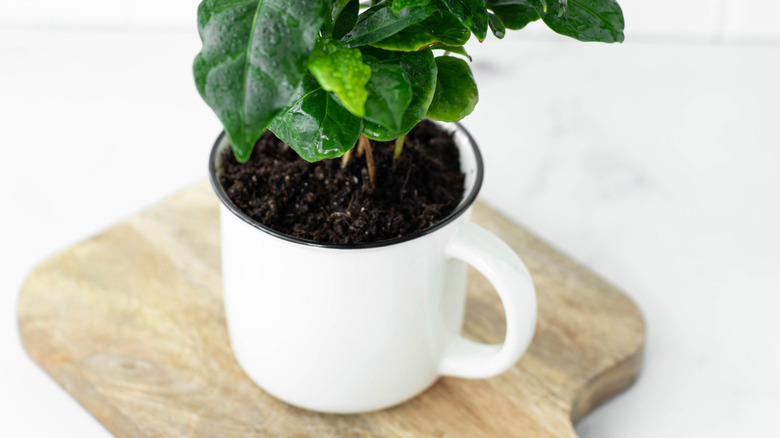 plant in coffee cup