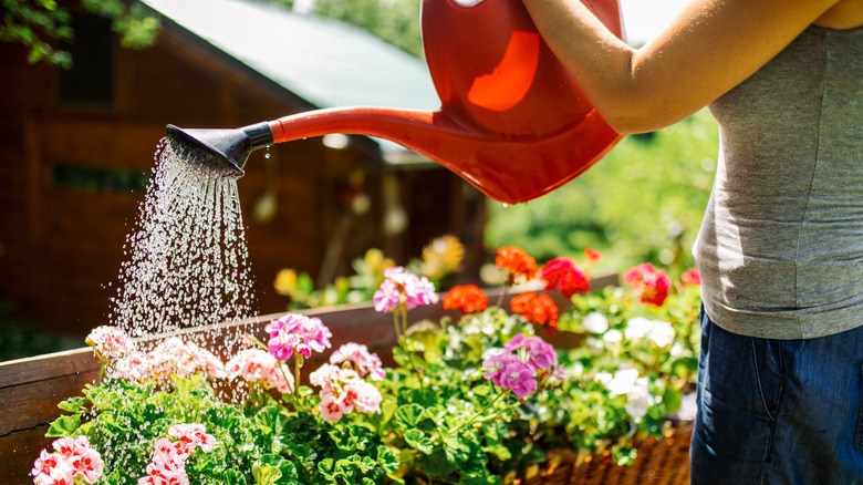 watering plants