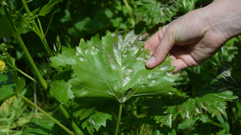 powdery mildew on plants