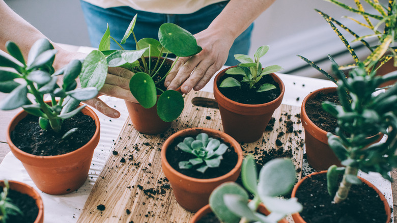 plant pots