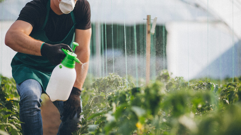spraying plants with herbicide