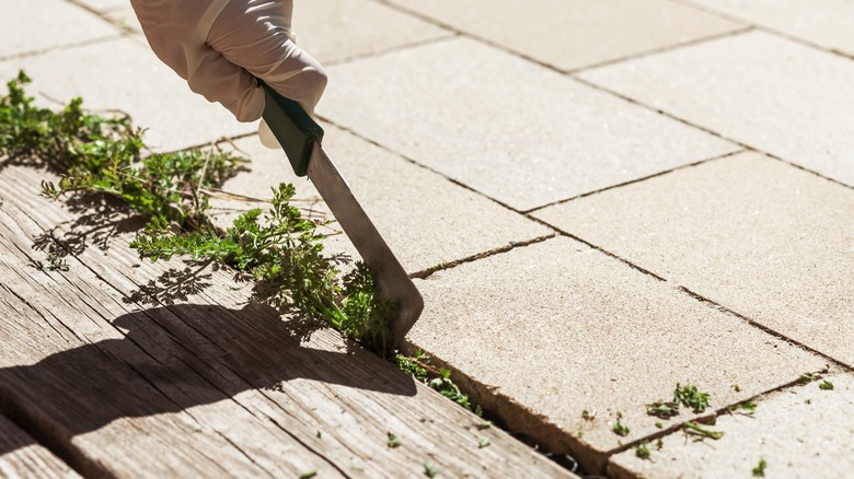 removing weed in garden