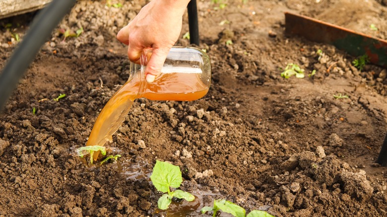 pouring fertilizer in garden