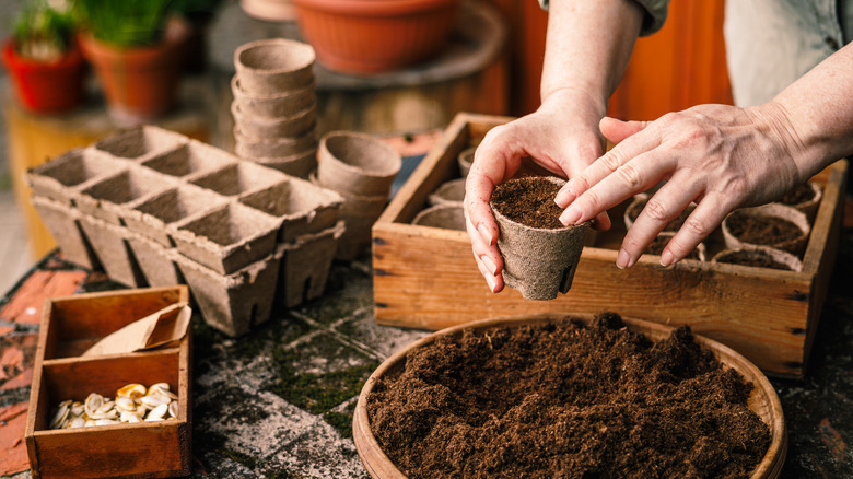 person adding potting soil to biodegradable seedling pots