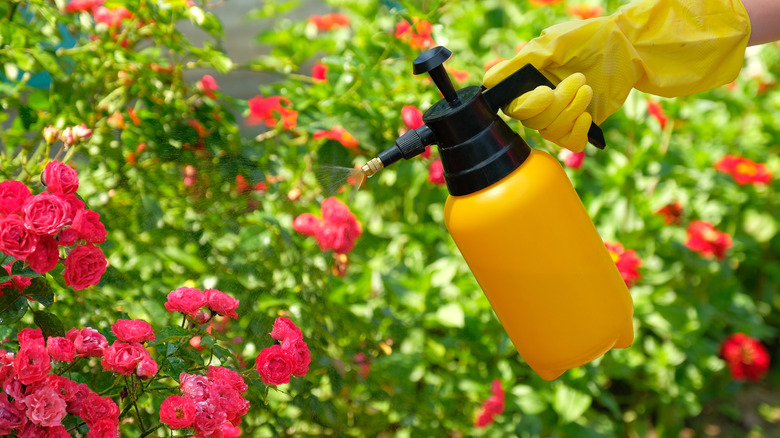person spraying roses with pesticide