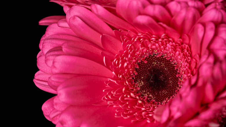 red gerbera daisy close-up