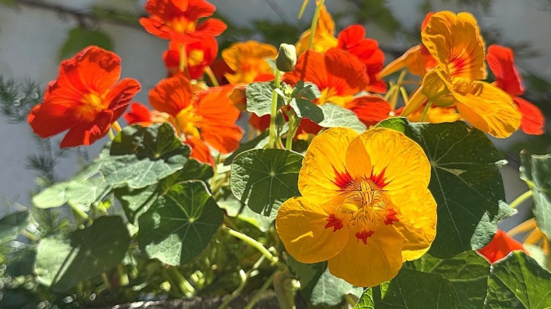 Brightly colored nasturtiums in a sunny garden