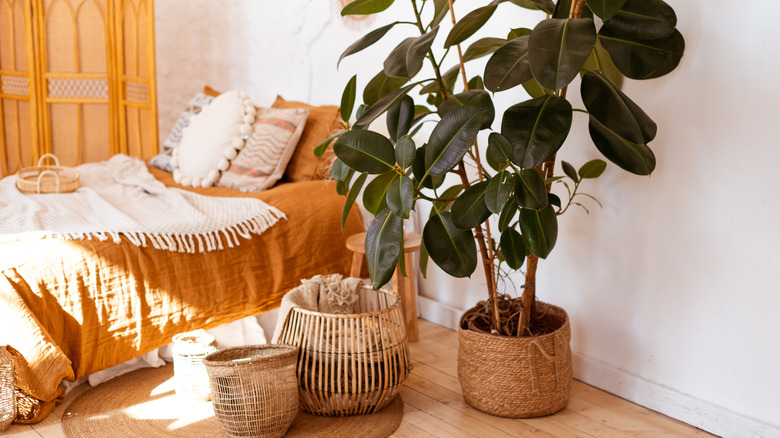 Ficus elastica in bedroom