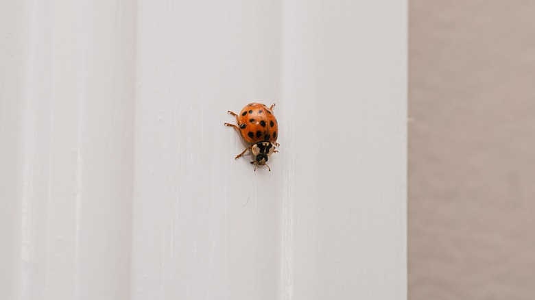 Lady beetle crawling on wall