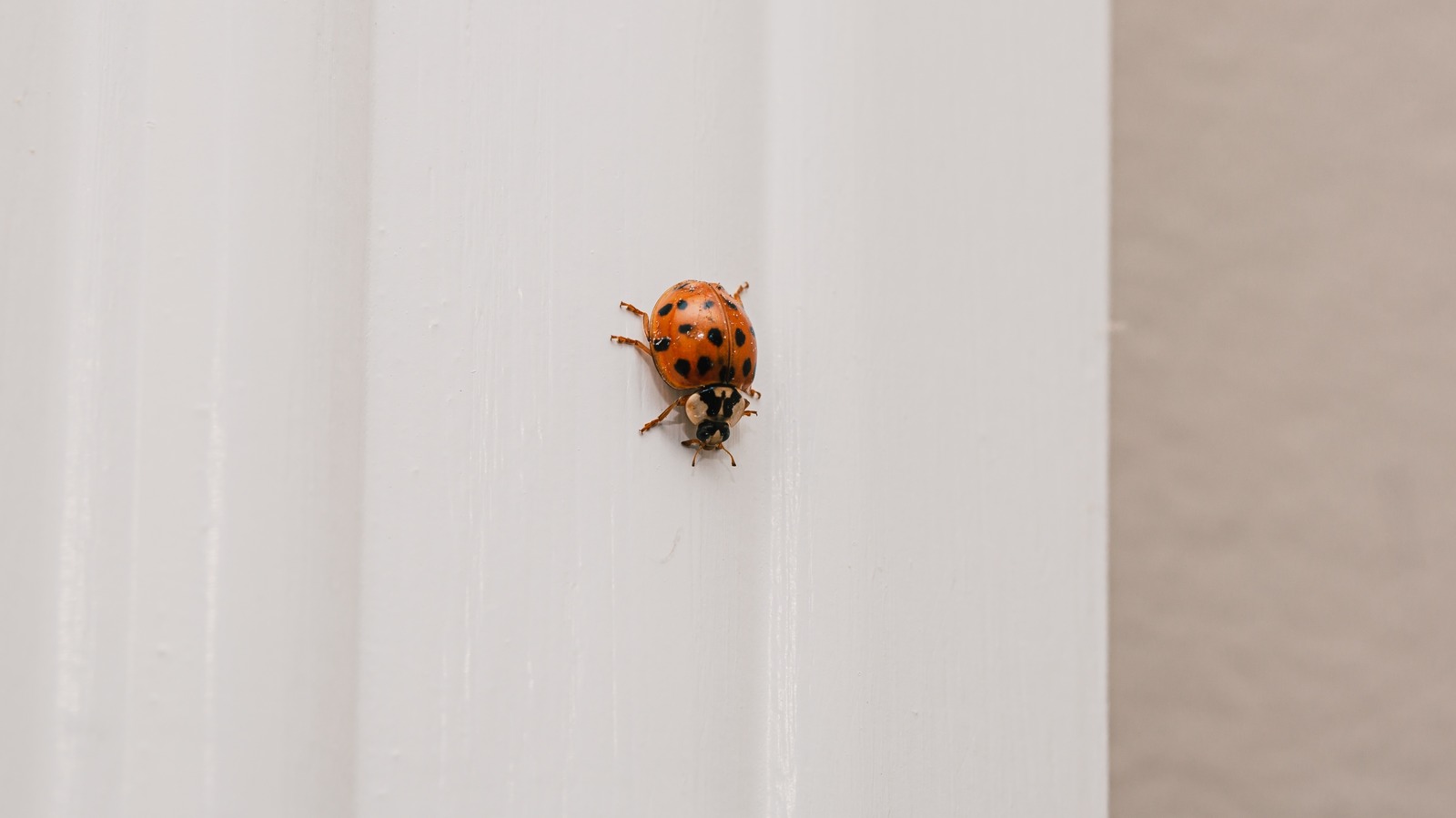 Get A Handle On Asian Lady Beetles With This Simple DIY Trap