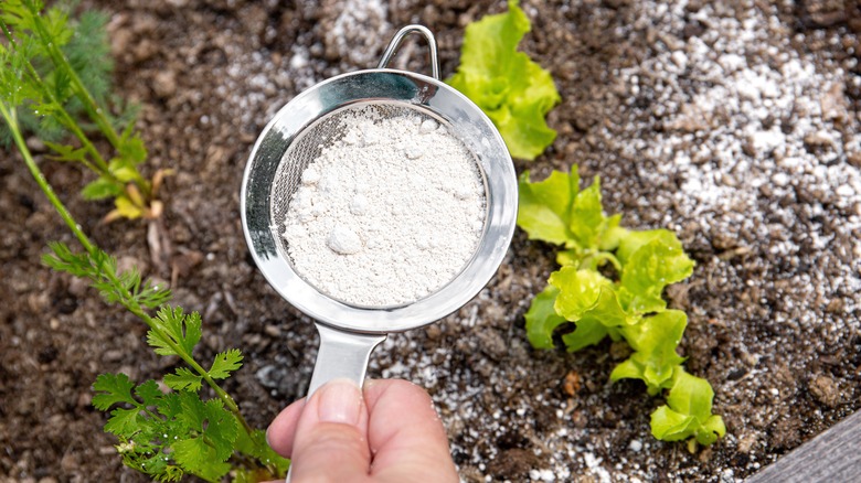 sprinkling diatomaceous earth on plant