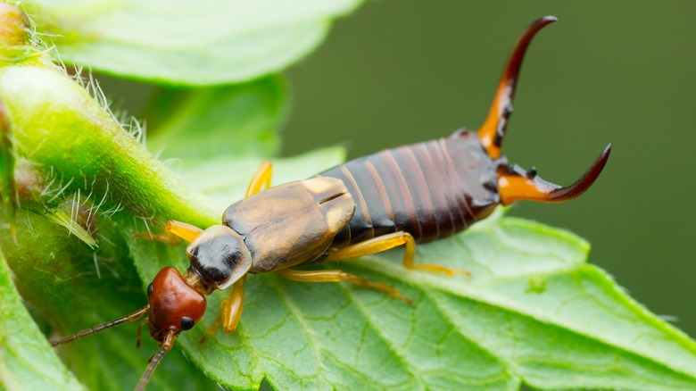 earwig on plant