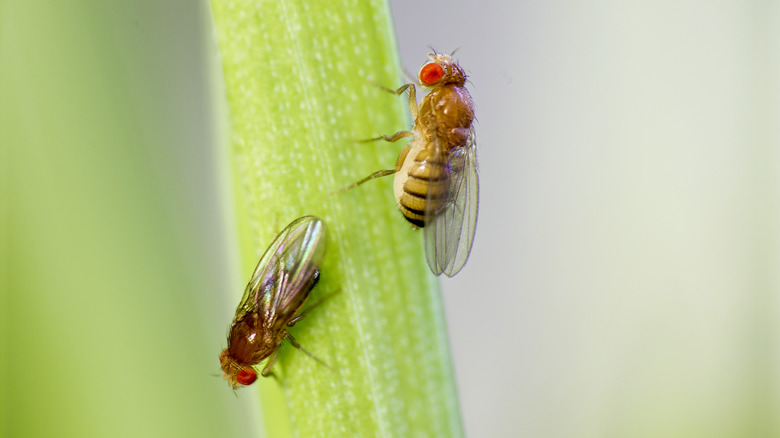 fruit flies sitting on stem