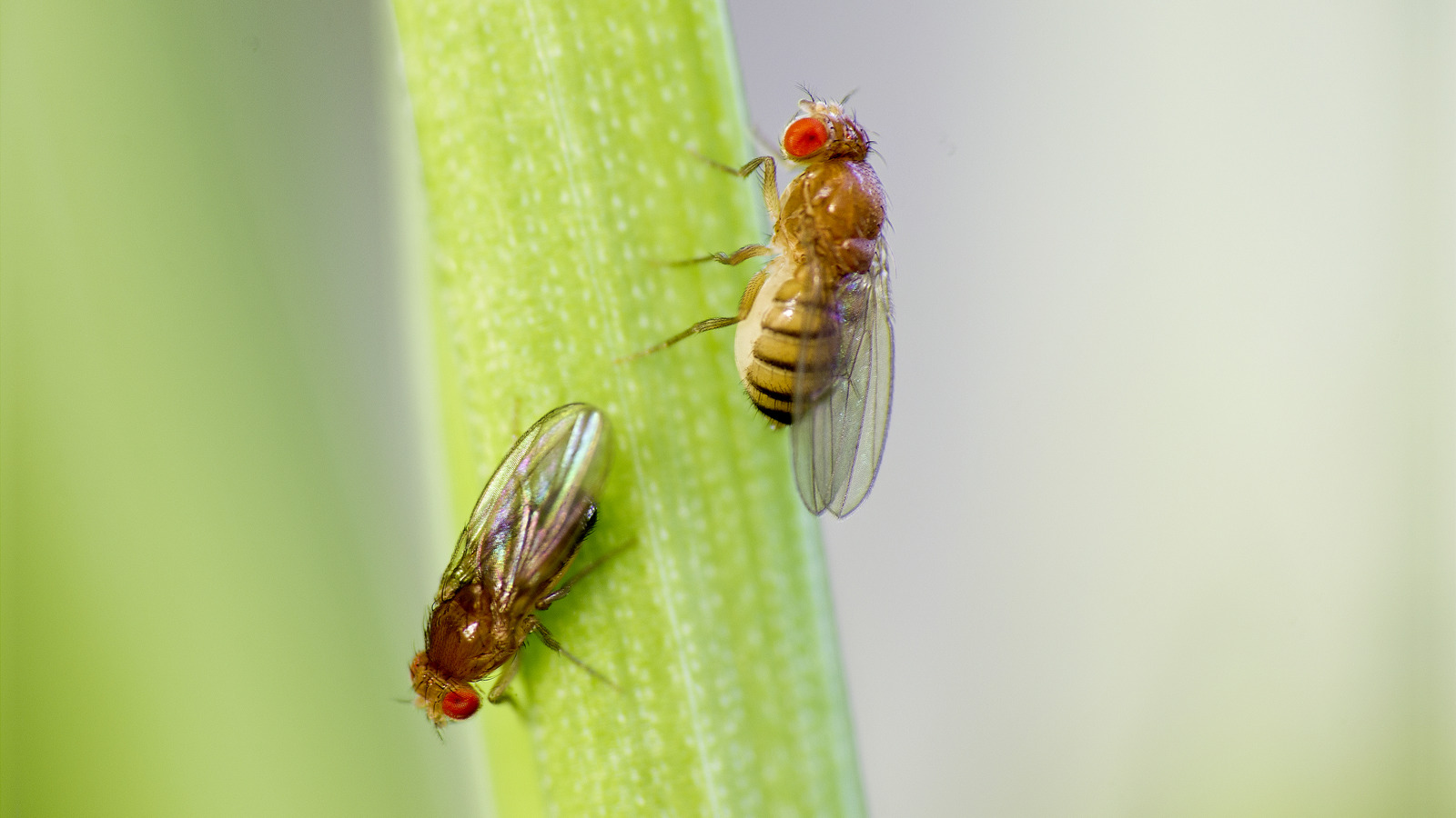 Get A Handle On Your Outdoor Fruit Fly Infestation With This Vaseline Hack