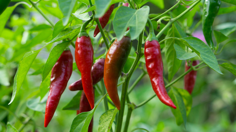 Chili peppers hanging from stems