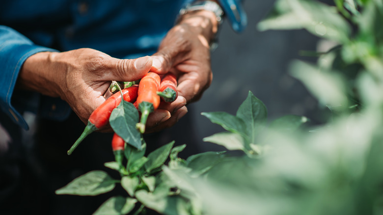 Hands holding peppers on a plant