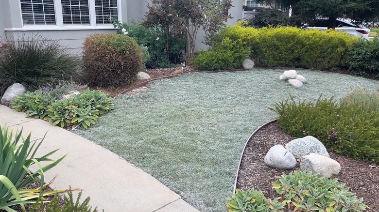Dymondia growing as a front lawn replacement, with path up the middle leading to front door