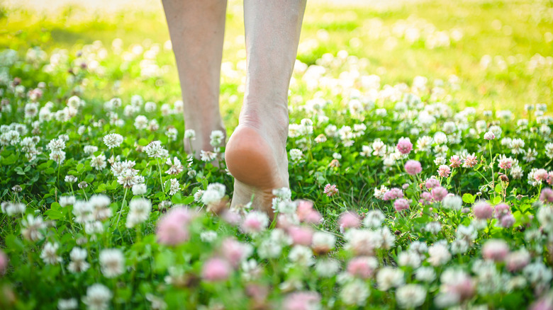 Clover lawn