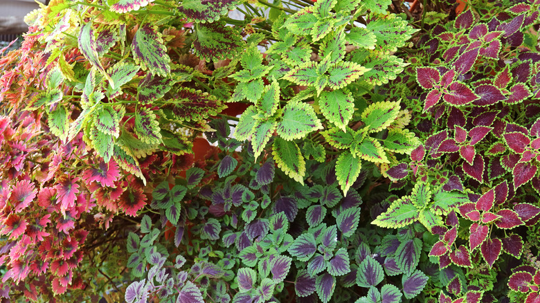 Coleus comes in a huge variety of colors, patterns, and leaf shapes.