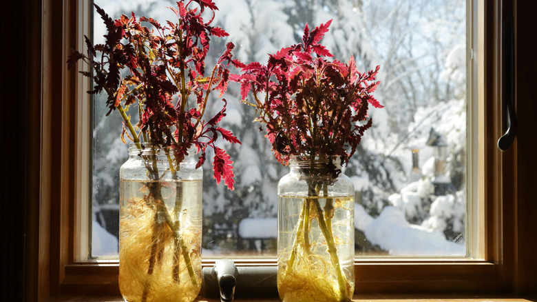 Root coleus cuttings in water or potting mix.