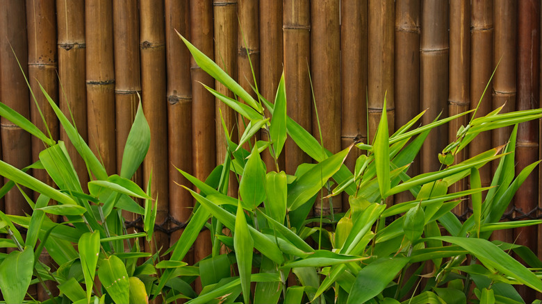 Erba tigre vicino al recinto di bambù