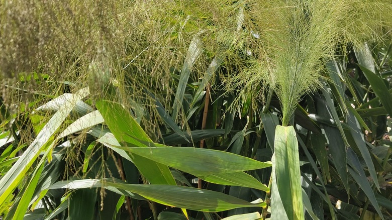 Tiger grass leaves and flowers