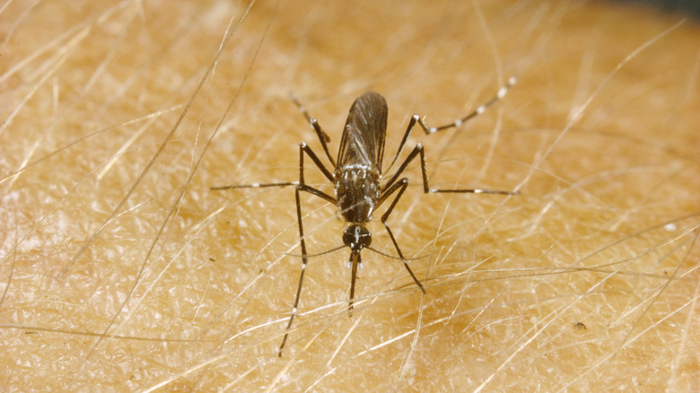 Mosquito on skin