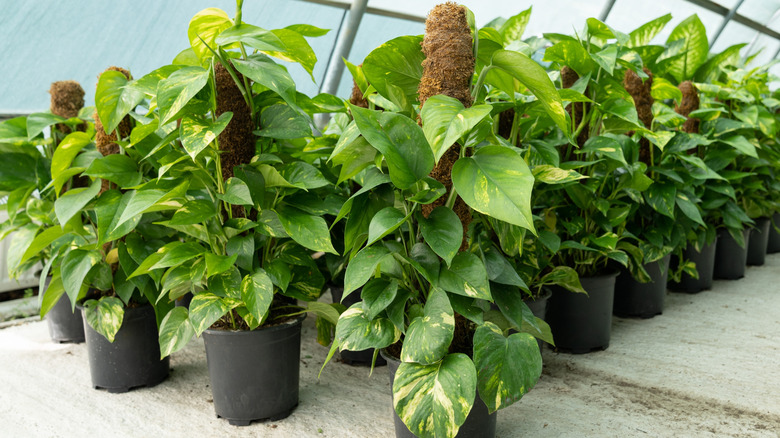 Potted pothos growing on moss poles in a plant nursery greenhouse.