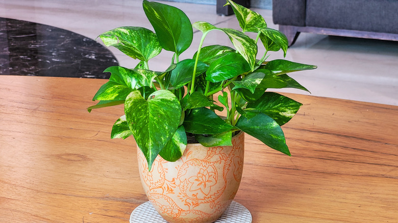 Golden pothos plant in a ceramic pot on a wooden table.