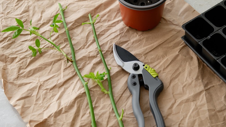 Garden shears next to rose cuttings and containers