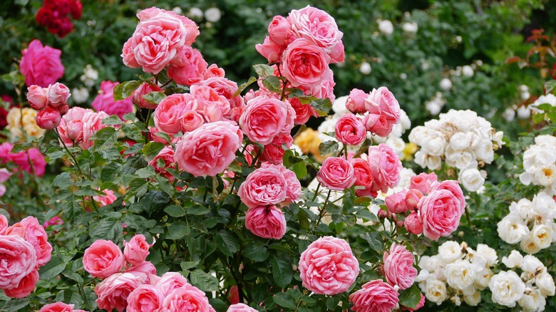 Pink and white rose bushes