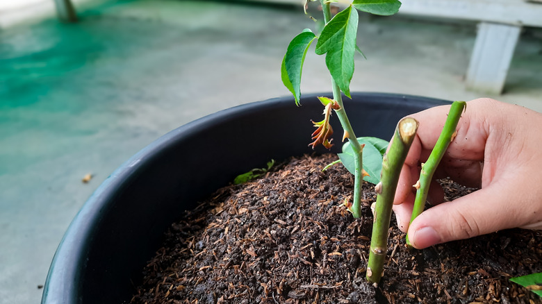 Planting propagated rose cuttings in soil container