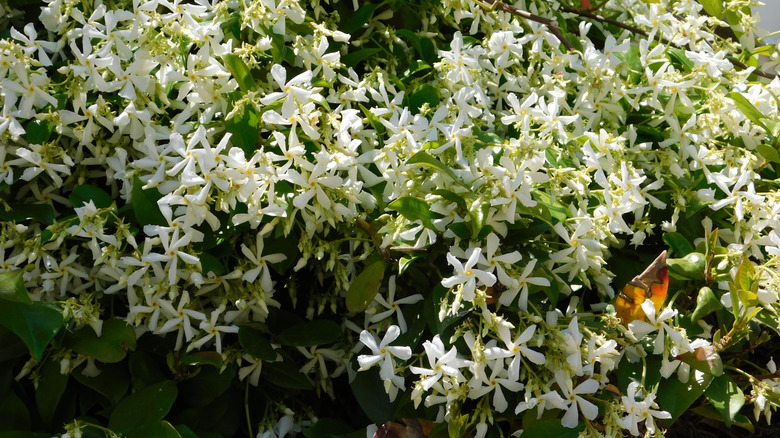 a star jasmine shrub in full bloom