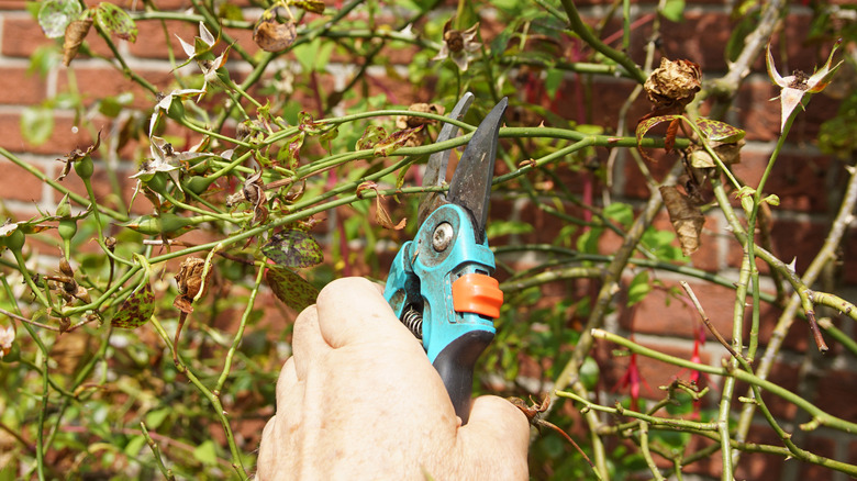 A hand pruning a vining plant